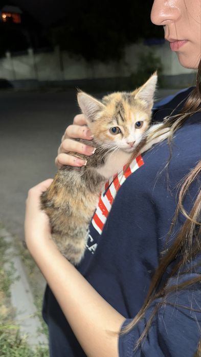Котенок девочка