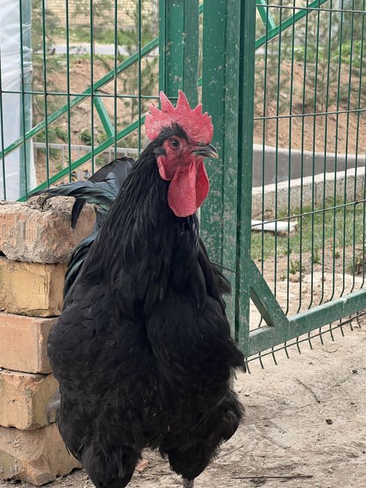 Jinsiy aloqani mehr bilan ijodiy seving