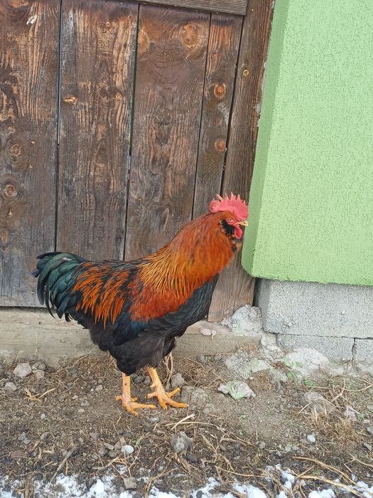 Vând cocosi de 8luni