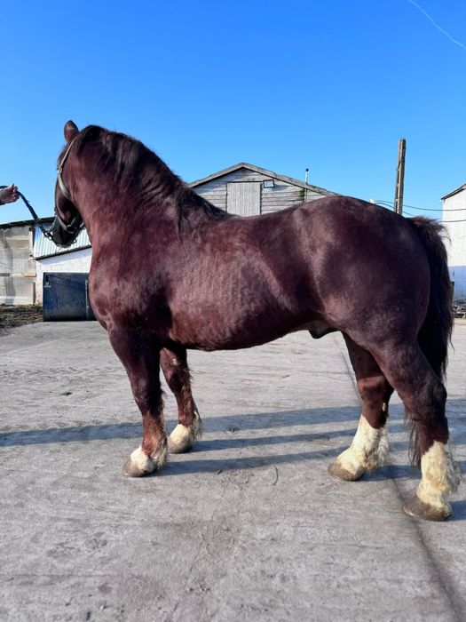 Armasar rasa Breton cu pedigree de Franța, 5 ani