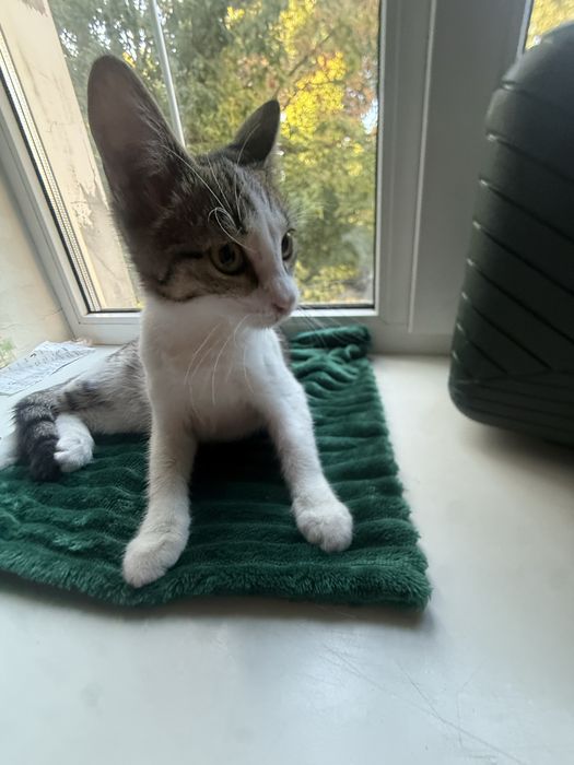 Котенок Амура в любящие руки