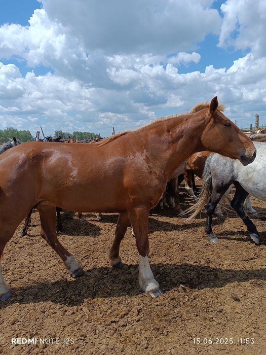 Лошад кобыла ...