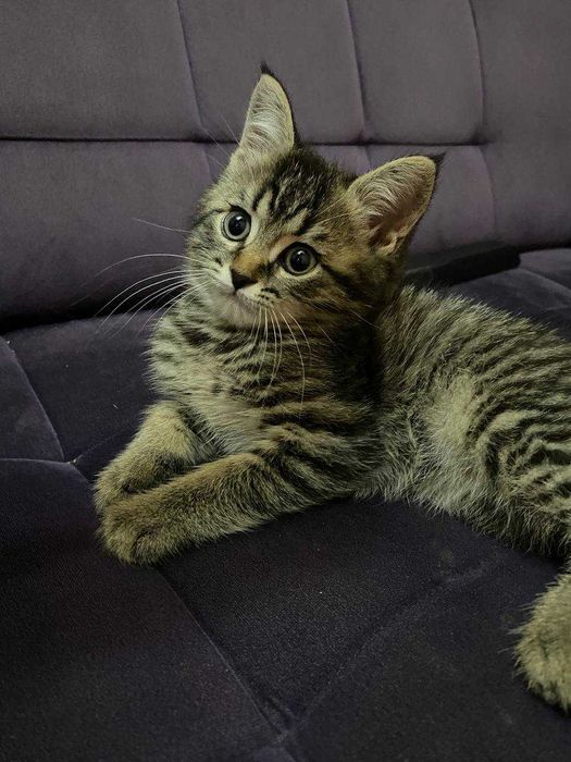 Страйт котёнок  2месячный