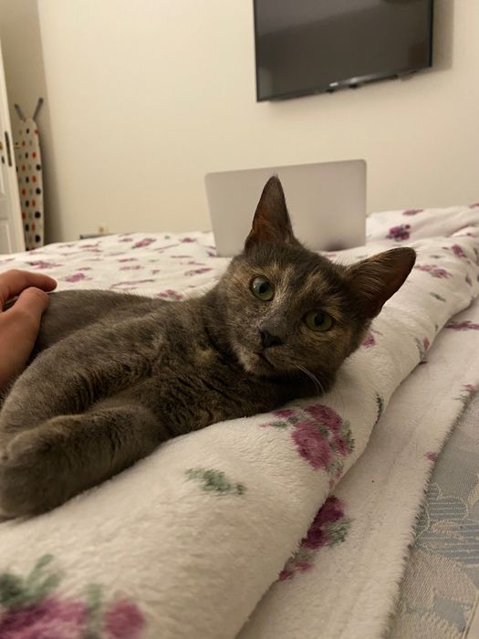 Котенце момиче, 4,5 месеца