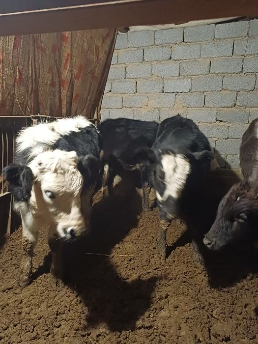 Денсаулыгы жаксы