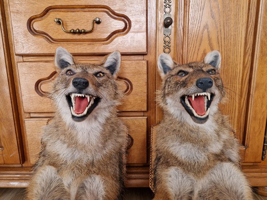 Препариран чакал