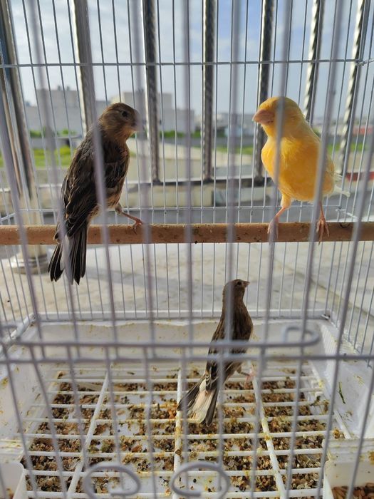 Хар хил турдаги канарейкалар бор нар мода таерлари бор