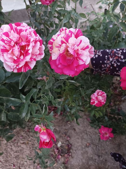 Роза, атиргул кучати