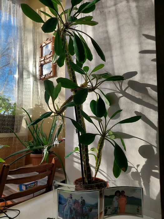 Продаю цветок Молочай