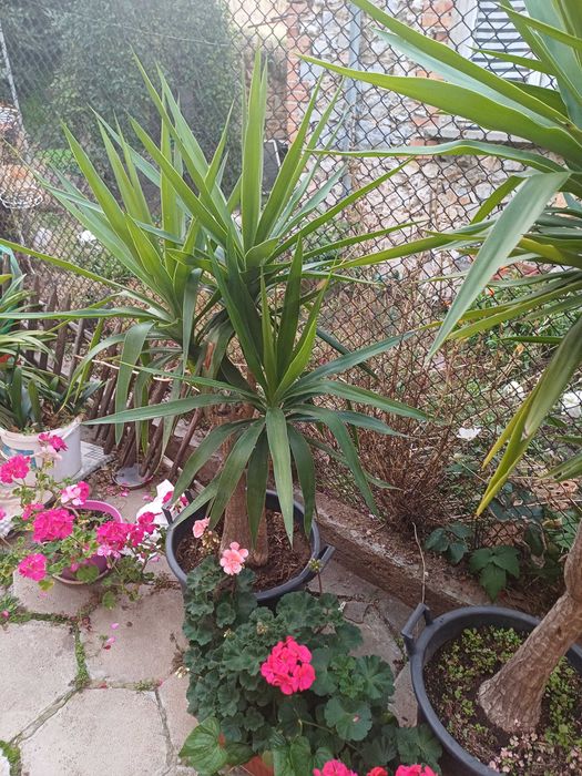 Палма ЮКА 30 годишна