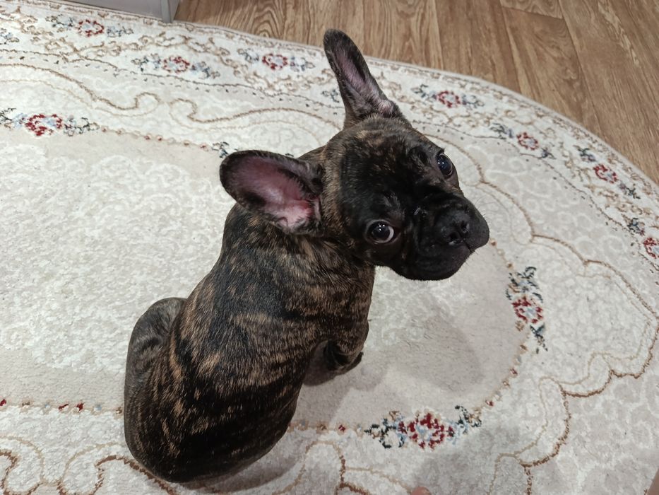 Французский бульдог