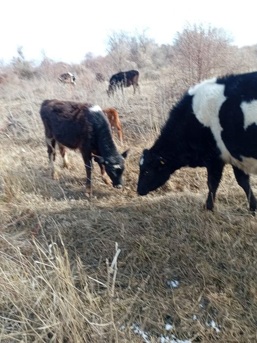 Екі бычок, бұқалар сатылады