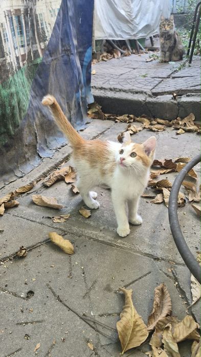 Отдам котёнка, бесплатно