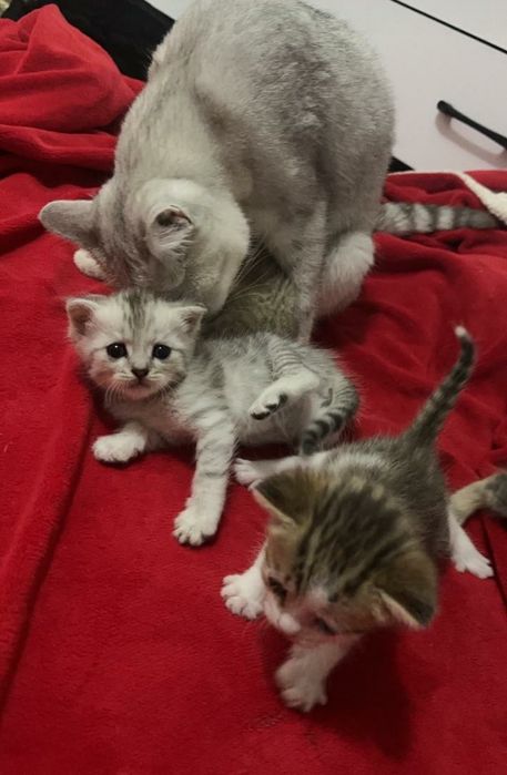 Кошка кот  мысық