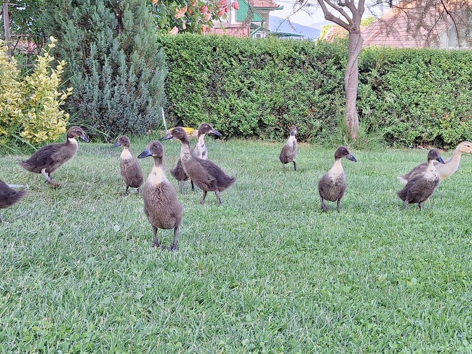 Rață alergătoare indiană