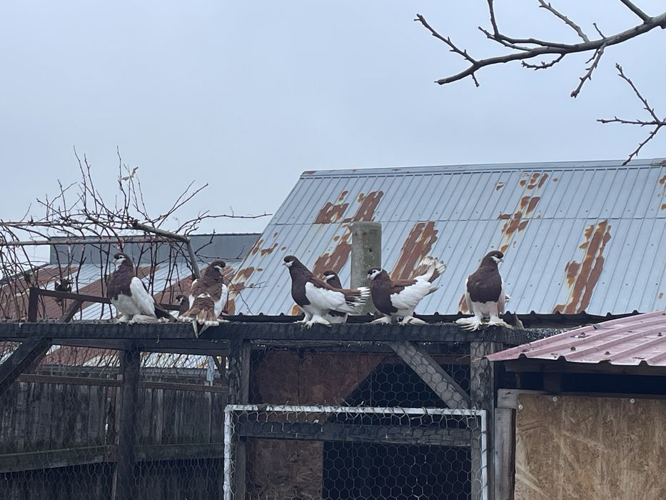 Porumbei Volga Maturi