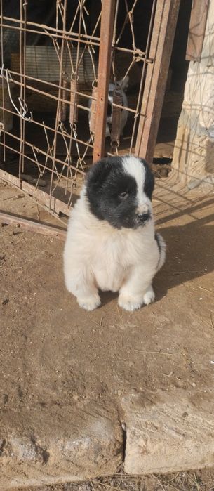 !!! Щенки АЛАБАЙ