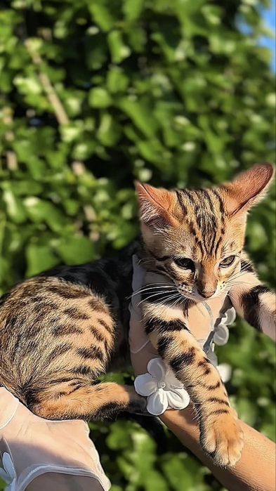 Бенгалско котенце – Brown Rosetted