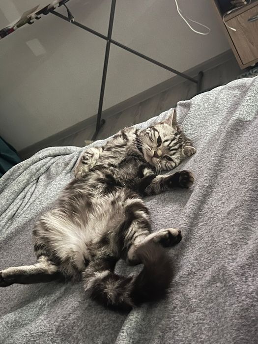 Отдам кошку в хорошие руки