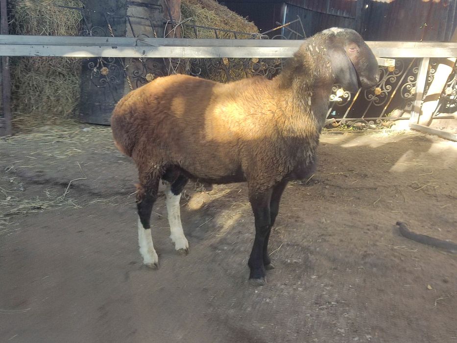 Продам кошкара .