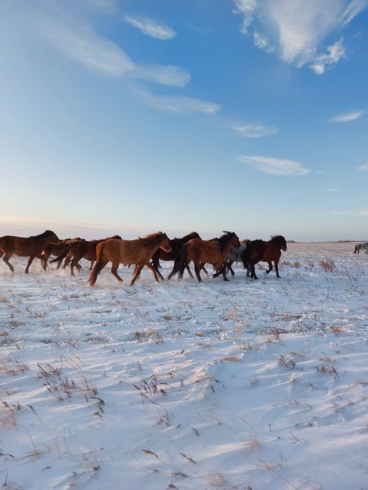 Продам жеребых кобыл 60 голов