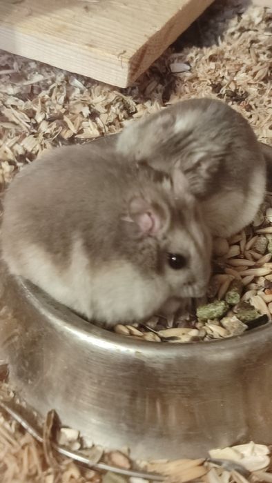 Продам хомяков джунгариков