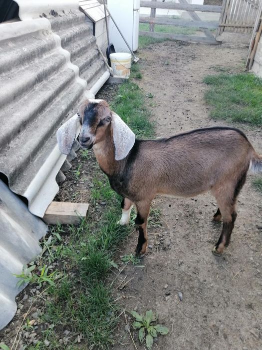 Țap anglo nubian- 5 luni