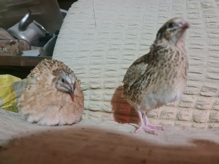 Бөдене жумыртка сатылады