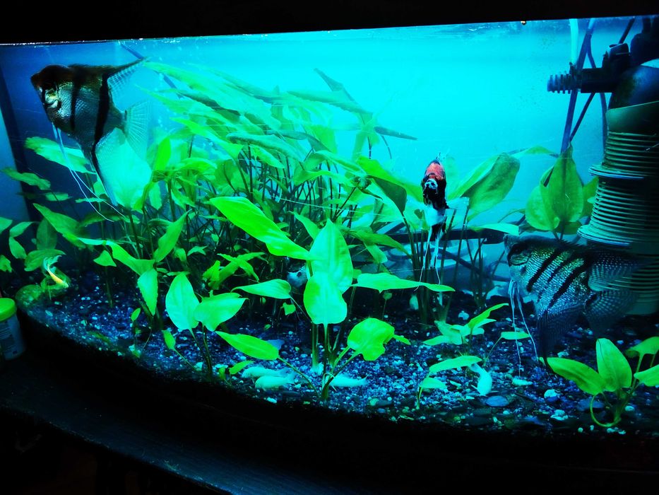 Acvariu full echipat+pesti,plante,filtru extern,intern,etc