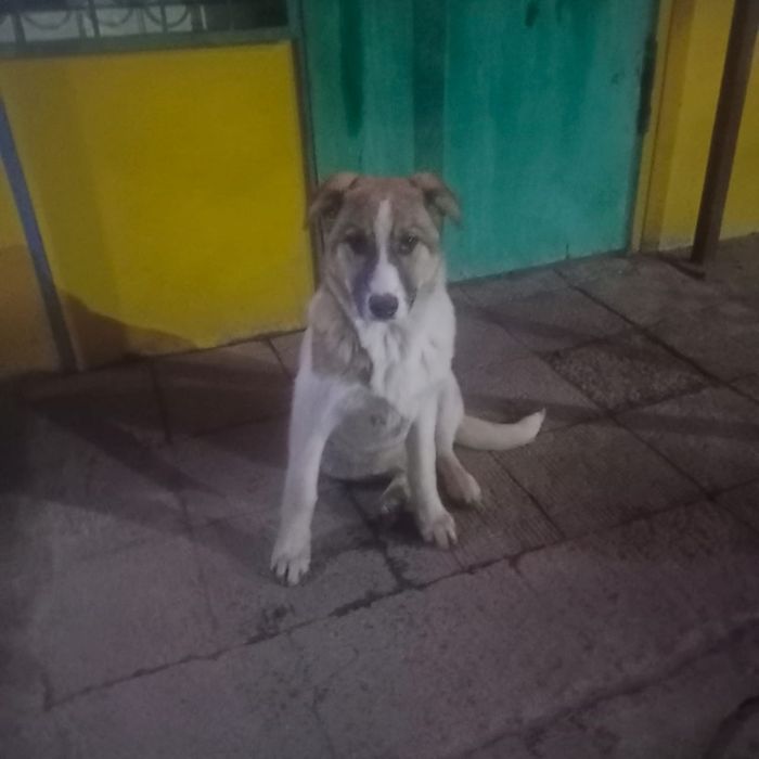 Девочка ищет дом