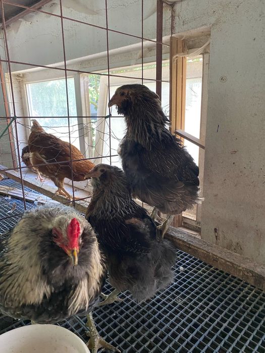 Australorp alb si albastru Araucana argintiu si negru si gat auriu Plymouth rockbarat gaini cocosi familii