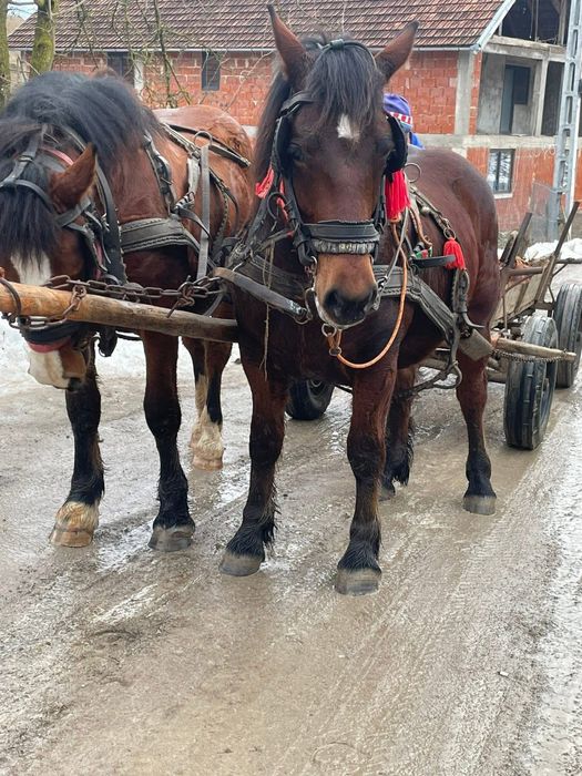 Vand doi manji de 2 ani