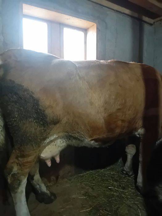 Vaca de vânzare la a 6 fătare gestanta in 2 luni