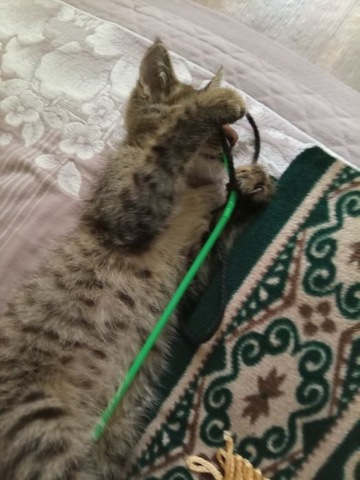 Котик мальчик (маленький полосатый)