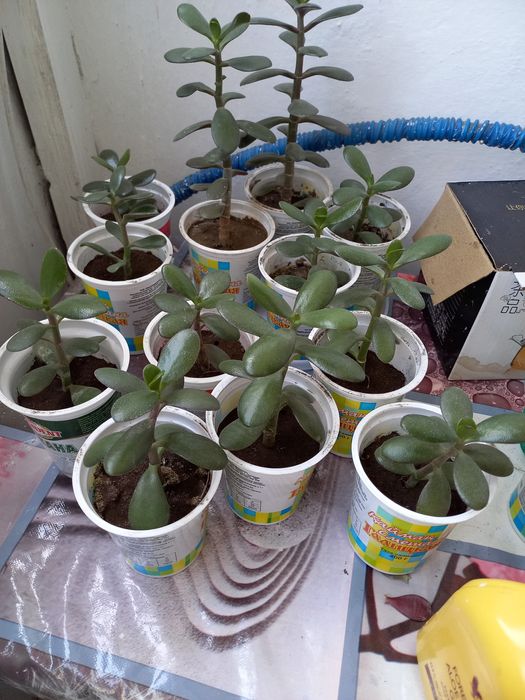 Толстянка(денежное дерево)