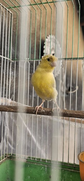 Продаётся срочно Кенар чубаты