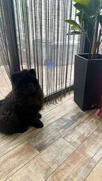 Ofer spre vanzare pui Chow Chow