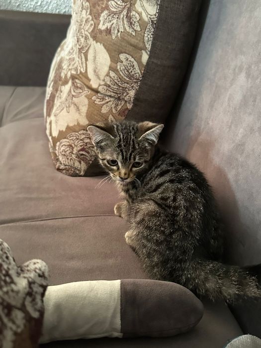 Котенок девочка ищет дом