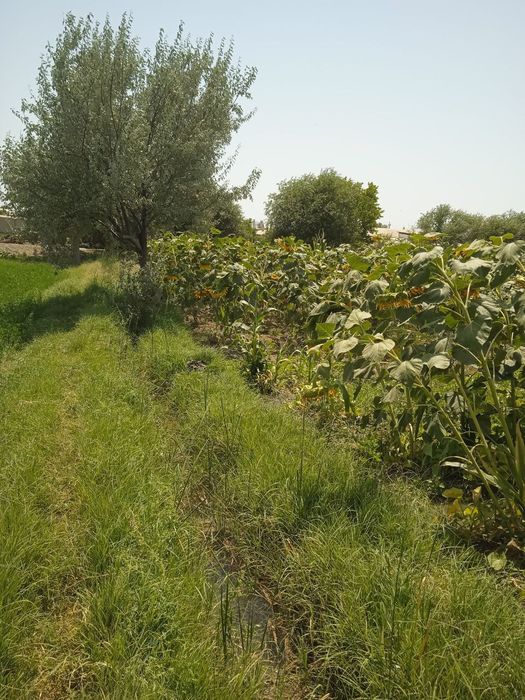 Krasnodar kungaboqar urug'liklari sotiladi