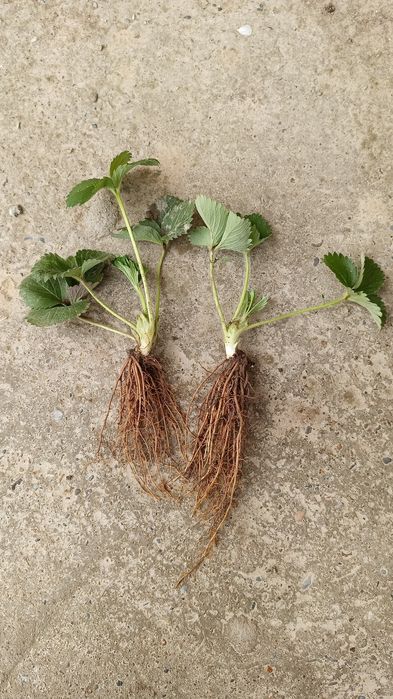 Құлпынай көшеттері Рассады клубники класса В, А, А+, В+