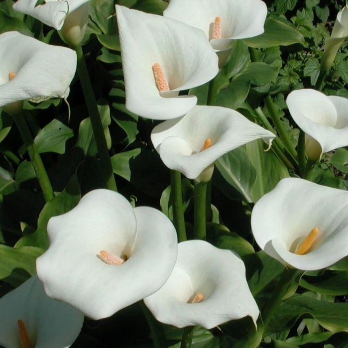 Цветы в горшках на подарок