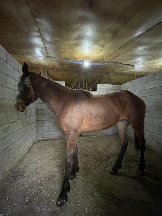 Продам кобылу, лошадь