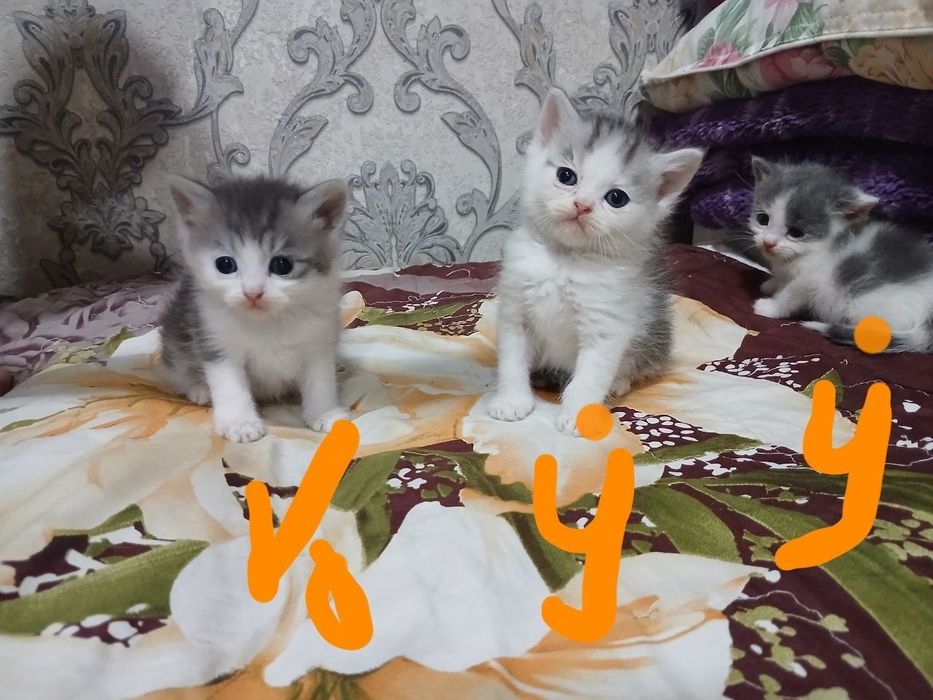 Sotiladi termiz shaxar