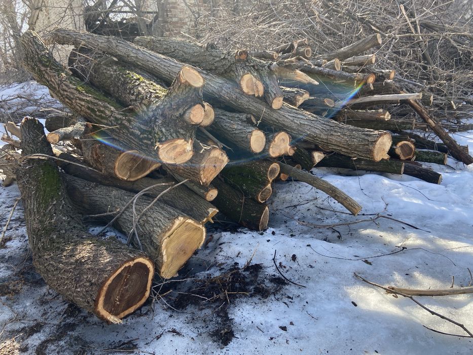 Продам Дрова в бревнах