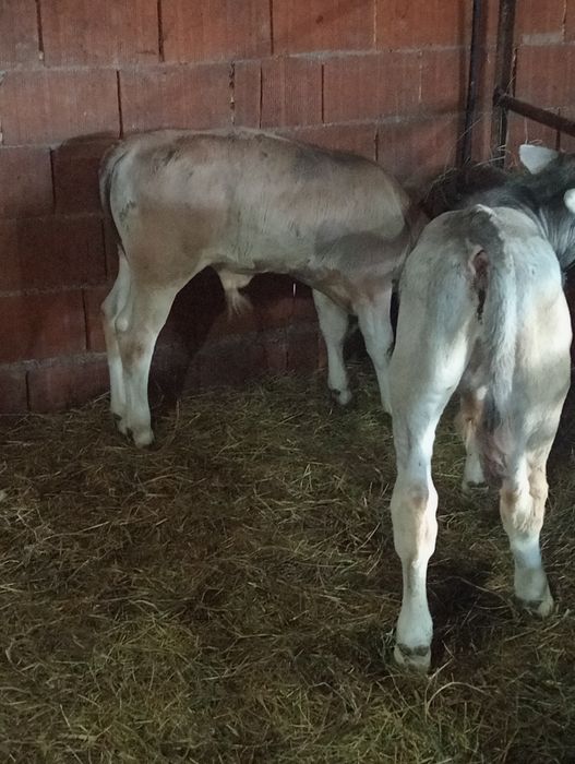 Vând tăurași înțărcați și sugari