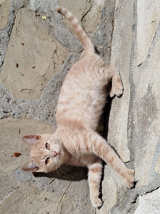 Котета на 4-5 месеца