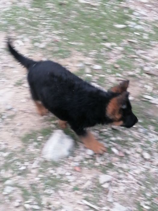 Малки елитни немски овчарки