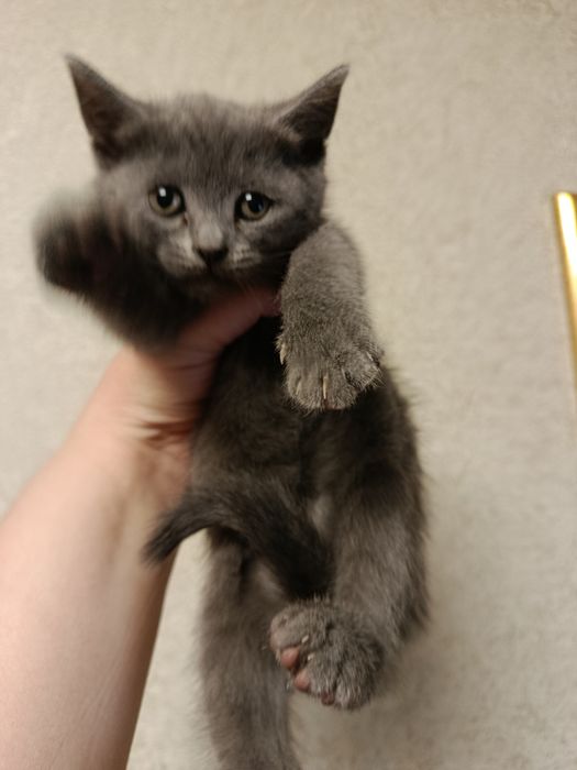 Котята продаются