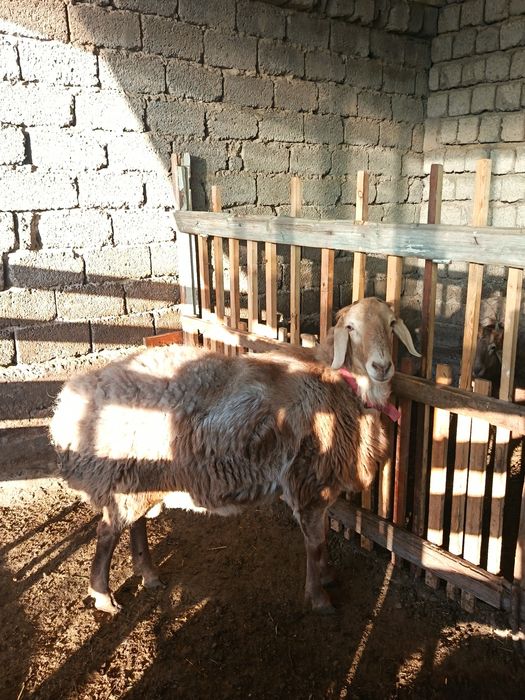 Арашан қўйлар сотилади