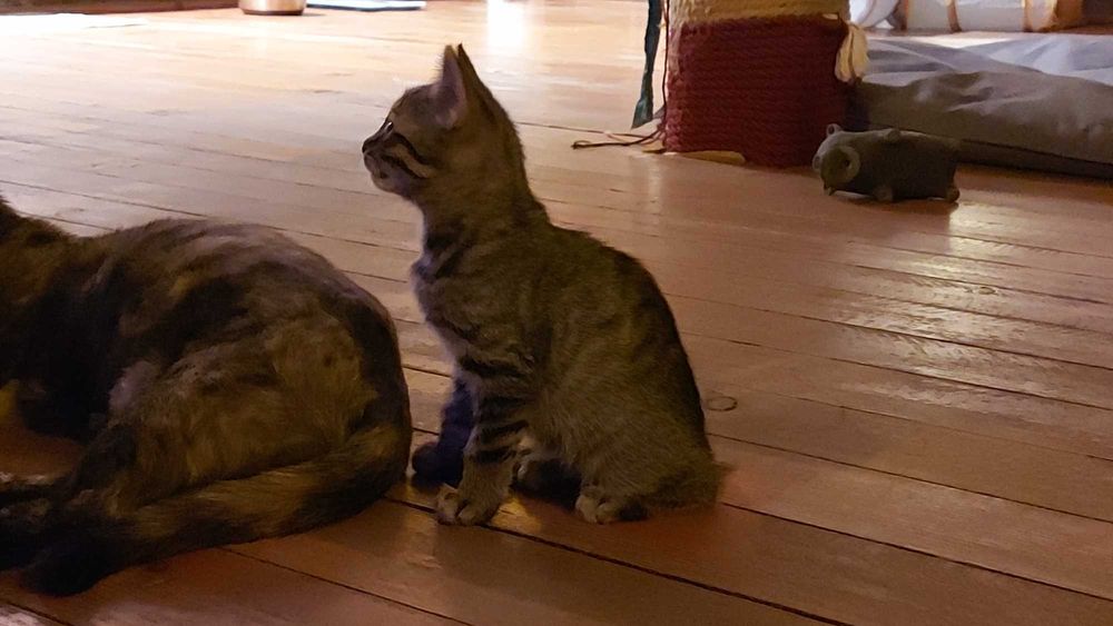 Tigrette si Piano, doi pisoi superbi, isi cauta familie